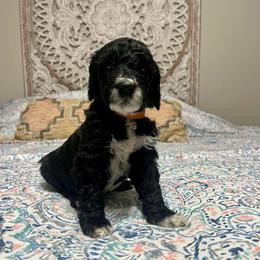 Mardi - Black male Goldendoodle puppy in Macclenny, Florida from Davis's Doodles
