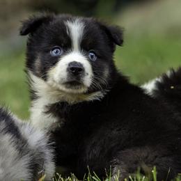 Boy 1 - Black tri male Miniature American Shepherd puppy in Franklinville, North Carolina from Fine Hill Miniature Americans