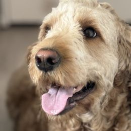 Pepper - Goldendoodle