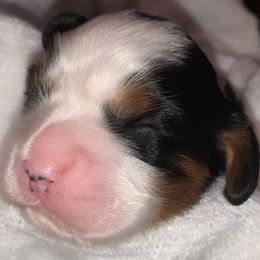 Boy 1 - Tri-color Cavalier King Charles Spaniel puppy in Zion Crossroads, Virginia from Karma's Cavaliers