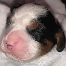 Boy 1 - Tri-color Cavalier King Charles Spaniel puppy in Zion Crossroads, Virginia from Karma's Cavaliers
