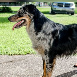 Jewel - Australian Shepherd