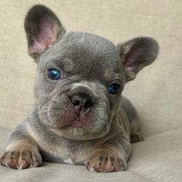Onyx - Tricolors male French Bulldog puppy in Clermont, Florida from Nala’s Nest