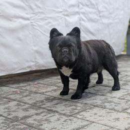 Onyx - French Bulldog