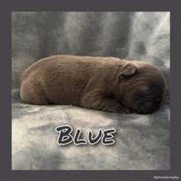 Blue - Blue male French Bulldog puppy in Watkinsville, Georgia from Ronghi's Wiggle Butt Frenchies