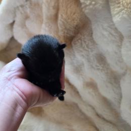 Puppy 4 - Black female Pomeranian puppy in Lebanon, Indiana from Duran's Huskies and Pomeranians