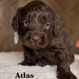 Atlas - Chocolate male Australian Labradoodle puppy in Citrus Heights, California from Elite Blend Labradoodles