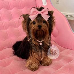 Ember - Yorkshire Terrier