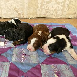 Bernedoodle and Goldendoodle Puppies from Doodles are Amazing