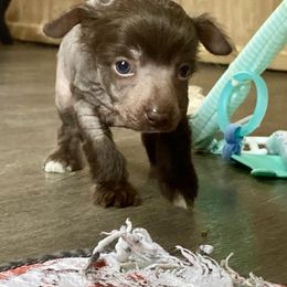 DaoDog Karla Kalos - Chocolate Chinese Crested puppy in Highland Park, Michigan from Family Kennel Dao Dog