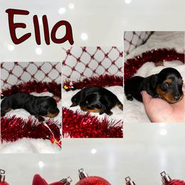 Ella - Black and tan female Dachshund puppy in Brazil, Indiana from King Duke Dachshunds