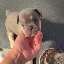Girl 3 lilac and tan - Blue female French Bulldog puppy in Centuria, Wisconsin from Rott'N'Frenchies