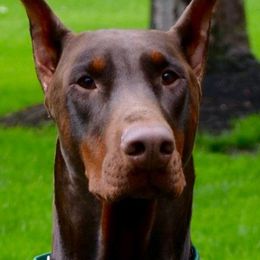 Doberman Pinschers from Jodie Brown's Doberman Pinschers
