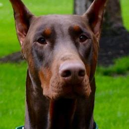 Doberman Pinschers from Jodie Brown's Doberman Pinschers