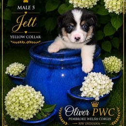 Boy 5 - Black and tan male Pembroke Welsh Corgi puppy in Chesterton, Indiana from Oliver Pembroke Welsh Corgis