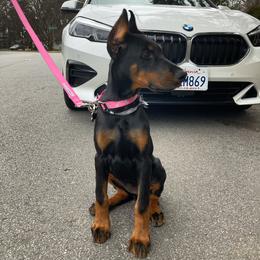 Doberman Pinscher Puppies from Elite Dobermans of Atlanta