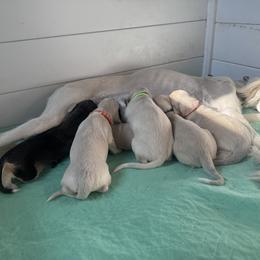 Red Girl - Adita - Cream female Saluki puppy in Los Angeles, California from Srinagar Salukis