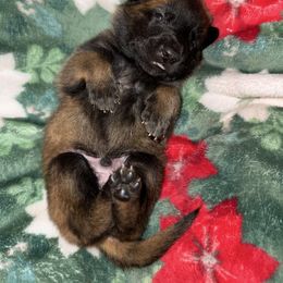 Black Collar - Fawn sable male Belgian Malinois puppy in Trenton, Georgia from Laeknir K9