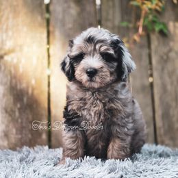 Gable - Blue merle male Aussiedoodle puppy in Centreville, Mississippi from Trin's Designer Doodles