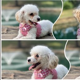 Cleo - Poodle