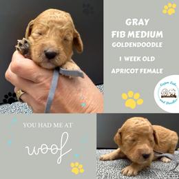 Winnie: Gray Collar - Apricot female Goldendoodle puppy in Raceland, Louisiana from Cajun Doodles
