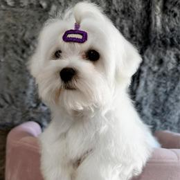 Estella - White female Maltese puppy in Vinton, Louisiana from Dreams & Love Maltese