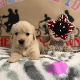 Nancy - Golden female Golden Retriever puppy in Duncan, South Carolina from Glimmer Goldens