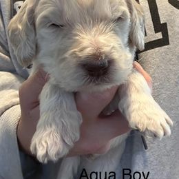 Goldendoodle Puppies from Double J’s Doodles