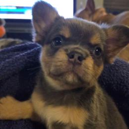 Evie - Tricolors female French Bulldog puppy in Windsor, Colorado from NOCO French Bulldogs