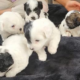 Havanese puppies from Marcia Hamlet