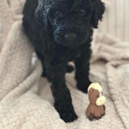 Colt - Black male Poodle puppy in Dayton, Texas from Wolfe Island Poodles
