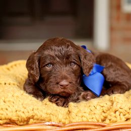 Australian Labradoodle, Bernedoodle, and Goldendoodle Puppies from Golden Fields Doodles