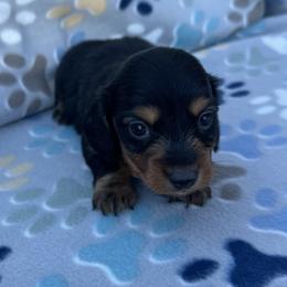 Boy 1 - Black and tan male Dachshund puppy in Oklahoma from DRB Dachshunds