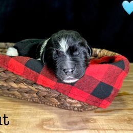 Seven - White and black male Newfoundland puppy in Tully, New York from Bear Paw Newfoundlands