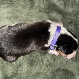 Cutie - Black and tan female Pembroke Welsh Corgi puppy in Derby, Iowa from Newton Hay & Cattle
