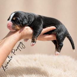 Kylo - Tri-color male Bernese Mountain Dog puppy in Lecanto, Florida from Lecanto Puppy