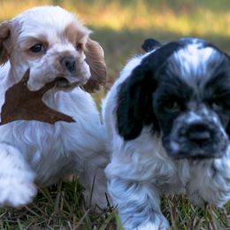 Cocker Spaniels from Kanati' Cocker Spaniels