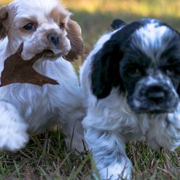 Cocker Spaniels from Kanati' Cocker Spaniels