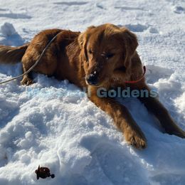 Willow - Golden Retriever