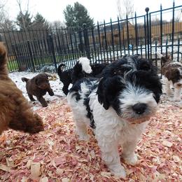 Labradoodle Puppies from North Country Kennel Club