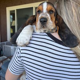 Basset Hound Puppies from Irish Acres Basset Hounds