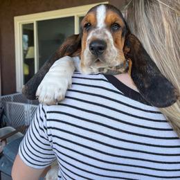 Basset Hound Puppies from Irish Acres Basset Hounds