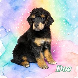 Doc - Phantom male Poodle puppy in Pink Hill, North Carolina from Boodle's Standard Poodles