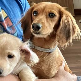 Crusher - Dachshund