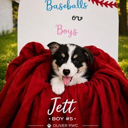 Boy 5 - Black and tan male Pembroke Welsh Corgi puppy in Chesterton, Indiana from Oliver Pembroke Welsh Corgis