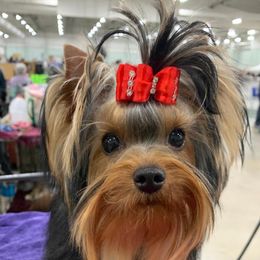 Maya - Yorkshire Terrier