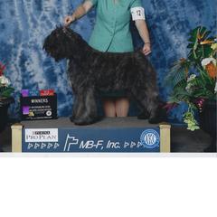 Iwana - Bouvier des Flandres
