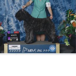 Iwana - Bouvier des Flandres