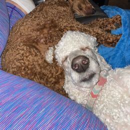 Poodles from Prissy Missy Poodles