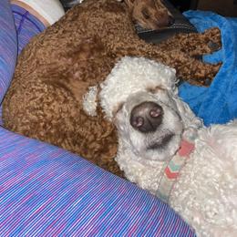 Poodles from Prissy Missy Poodles